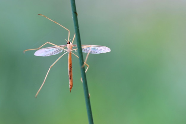 "Insect on twig"