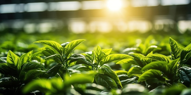 Free photo inside a greenhouse rows of green pepper plants reach for the light filtering through above