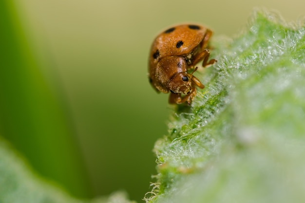 Free photo an inspect on a leaf