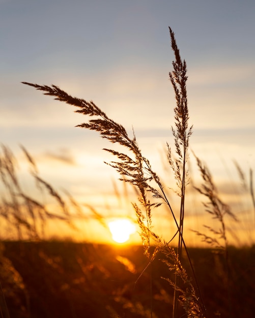 Free Photo inspiring view of morning light