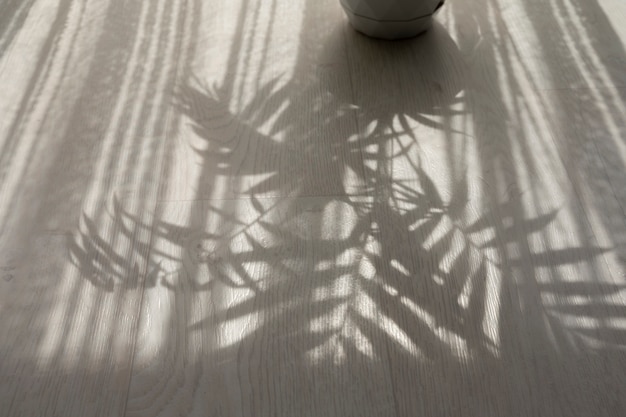 Free photo interior design with plant shadow low angle