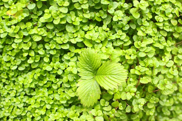 Free Photo irish garden leaves