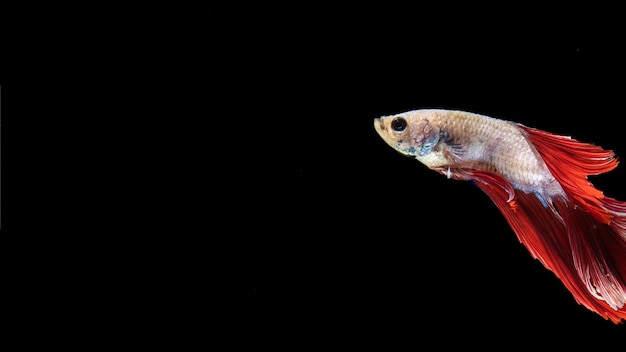 Free photo isolated betta fish with tail swimming and copy space