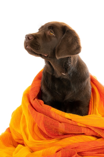 Free Photo isolated closeup shot of a chocolate labrador retriever puppy wrapped in orange towel looking left