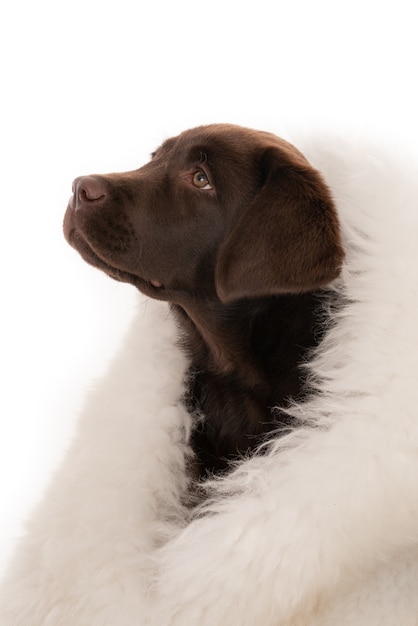 Free Photo isolated closeup shot of chocolate labrador retriever puppy wrapped in white sheepskin looking left