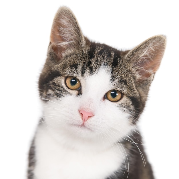 Isolated closeup shot of a gray cat looking into the camera