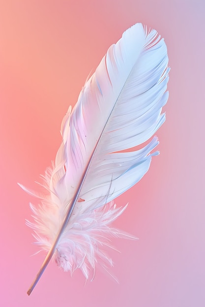 Isolated feather in studio