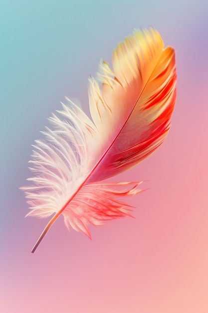 Isolated feather in studio