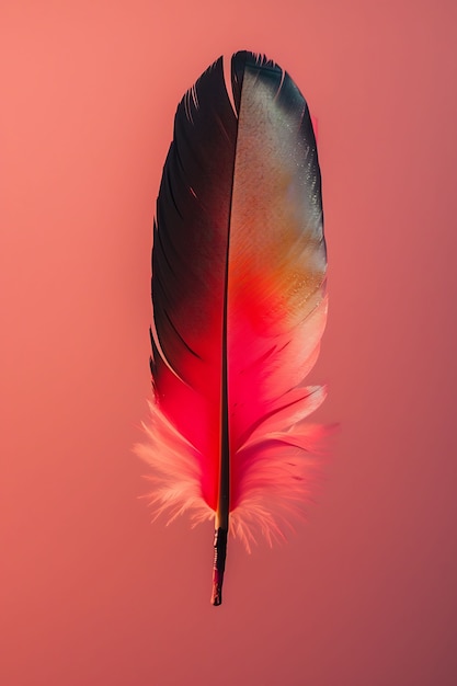 Isolated feather in studio