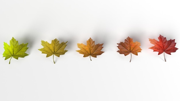 Free photo isolated leaf collection colorful autumn maple leaves isolated on white background