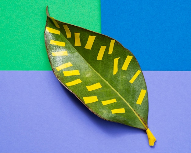 Free Photo isolated leaf with colourful background