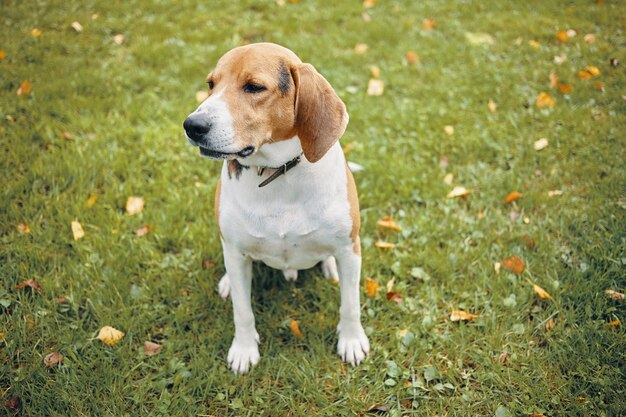 Isolated picture of adult beagle sitting on green grass, having some rest during morning walk in park with its owner. Beautiful white and brown dog resting outdoors. Pets and animals concept