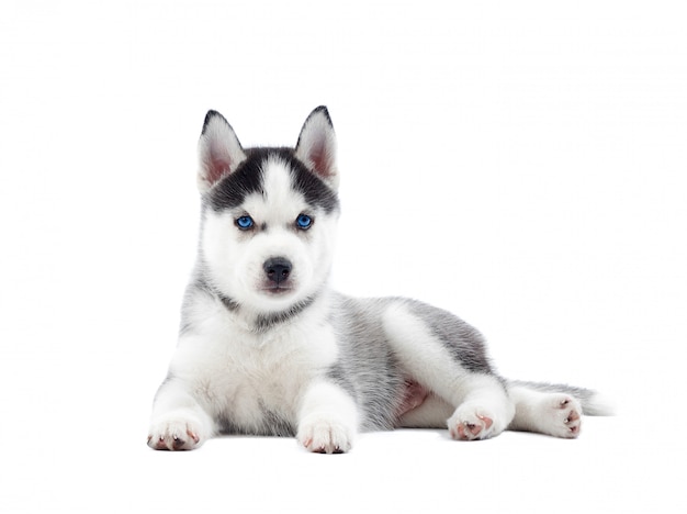 Free photo isolated portrait of puppy of siberian husky dog with  birth blue eyes, resting. funny dog with relaxed, after activity.