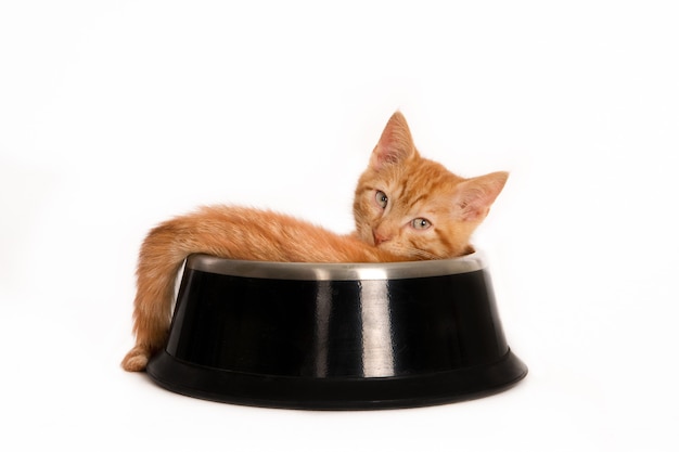 Isolated shot of a ginger cat looking at the front lying inside of a pet food bowl