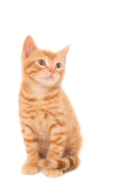 Free Photo isolated shot of a ginger kitten sitting in front of a white looking right