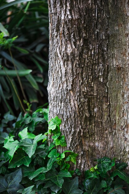 Ivy growing near tree trunk