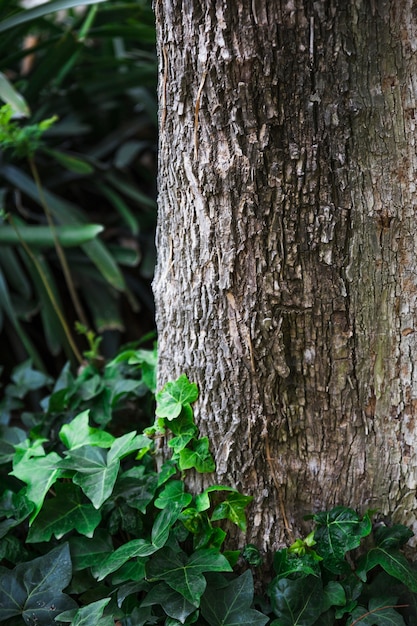 Ivy growing near tree trunk