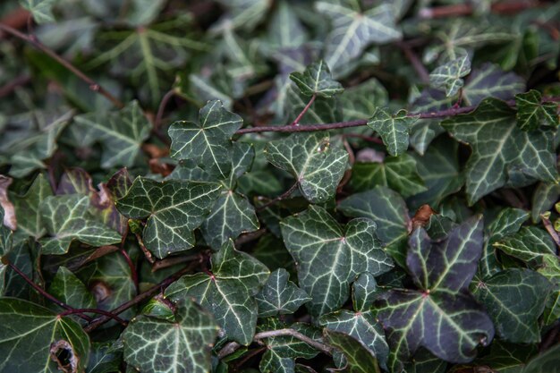 Ivy texture climbing ivy closeup natural background