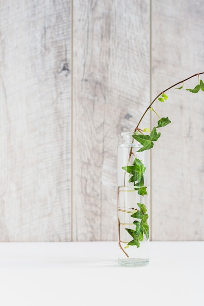 Ivy in transparent vase on white desk against wooden wall