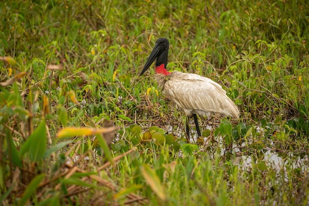 Jabiru stork in the wetlands of a beautiful brasilian Pantanal Beautiful and very big bird in south america Jabiru mycteria Nature habitat picture