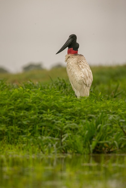 Jabiru stork in the wetlands of a beautiful brasilian Pantanal Beautiful and very big bird in south america Jabiru mycteria Nature habitat picture