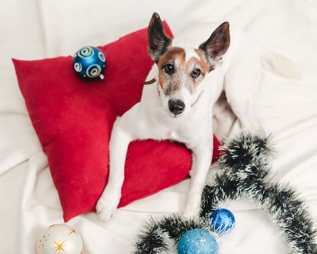 Free photo jack russel with christmas decoration