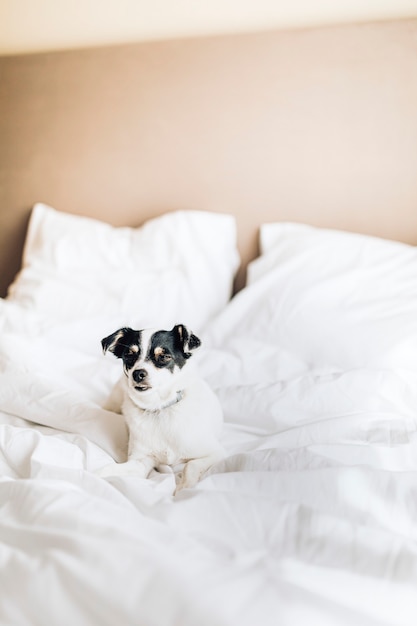 Free Photo jack russell terrier in a clean white bed