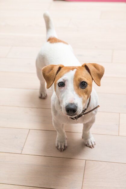 Jack Russell Terrier at home