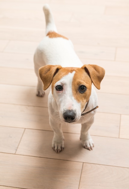 Jack Russell Terrier at home