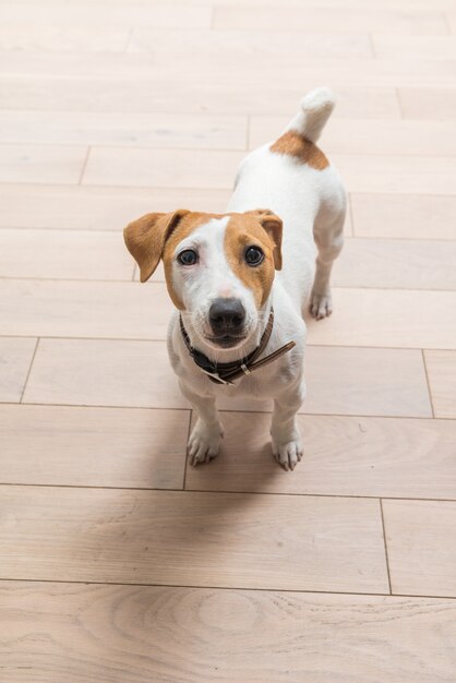 Jack Russell Terrier at home