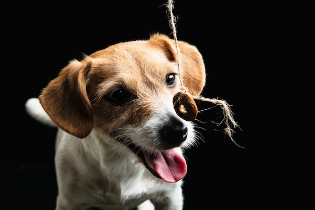 Free photo jack russell terrier little dog is posing. cute playful doggy or pet playing on black studio background.