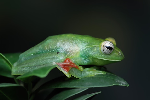 Jade tree frog closeup on green leaves Indonesian tree frog Rhacophorus dulitensis or Jade tree frog closeup