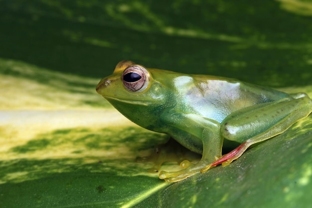 Free photo jade tree frog closeup on green leaves indonesian tree frog rhacophorus dulitensis or jade tree frog closeup