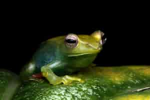 Free photo jade tree frog closeup on green leaves indonesian tree frog rhacophorus dulitensis or jade tree frog closeup