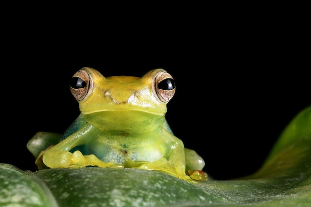 Free photo jade tree frog closeup on green leaves indonesian tree frog rhacophorus dulitensis or jade tree frog closeup