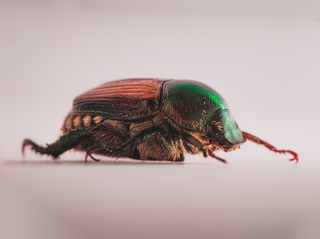 Free Photo japanese beetle (popillia japonica)