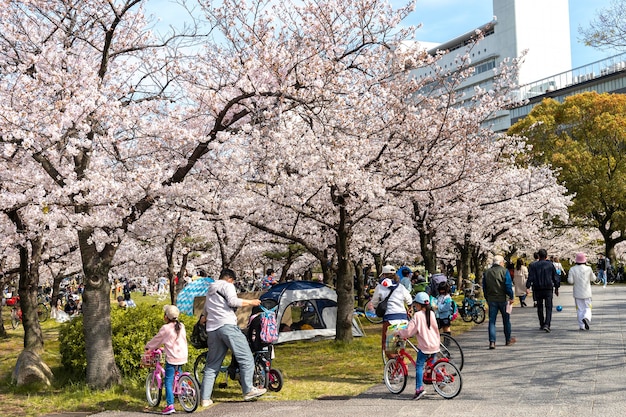 Free photo japanese peach tree blossom in daylight