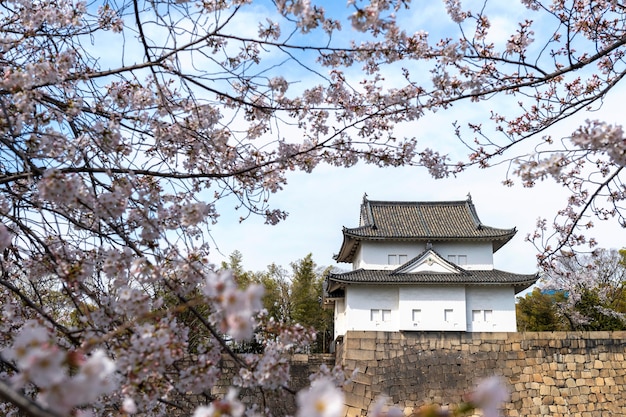 Japanese peach tree blossom