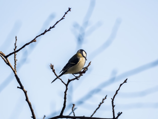 Free photo japanese tit parus on a branch