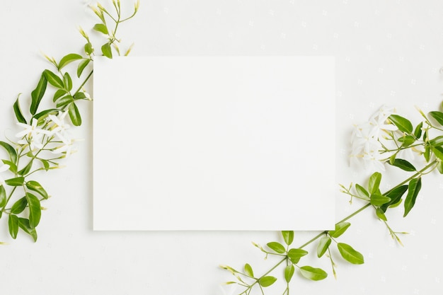 Jasminum auriculatum flower twig with wedding card on white background