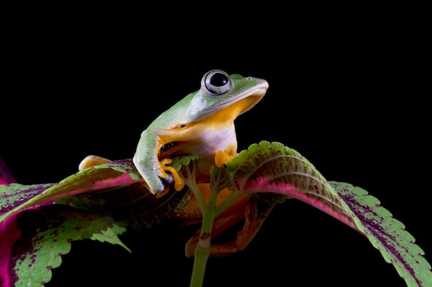 Javan tree frog closeup on green leaves