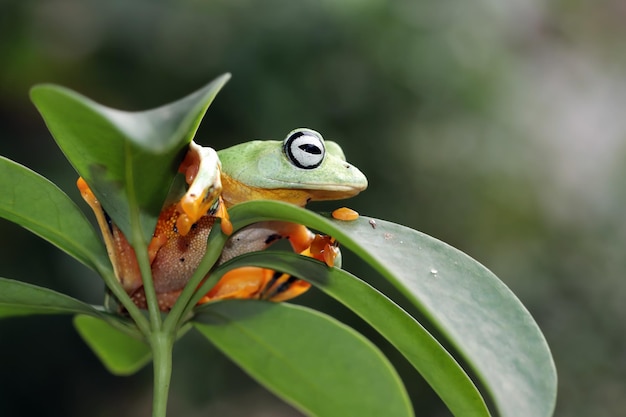 Free photo javan tree frog closeup on green leaves