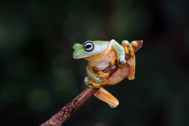 Javan tree frog closeup on green leaves