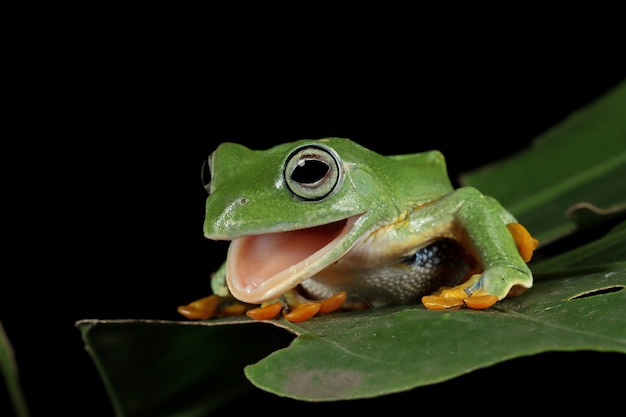 Free Photo javan tree frog front view on green leaf