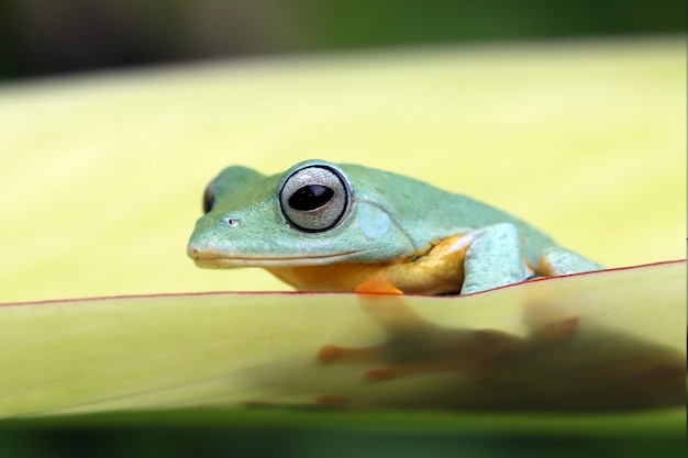 Free Photo javan tree frog front view on green leaves