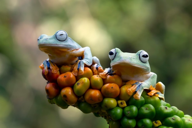 Free photo javan tree frog front view on orange fruit