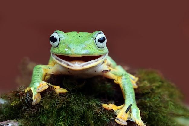 Free Photo javan tree frog male closeup face rhacophorus reinwardtii tree frog