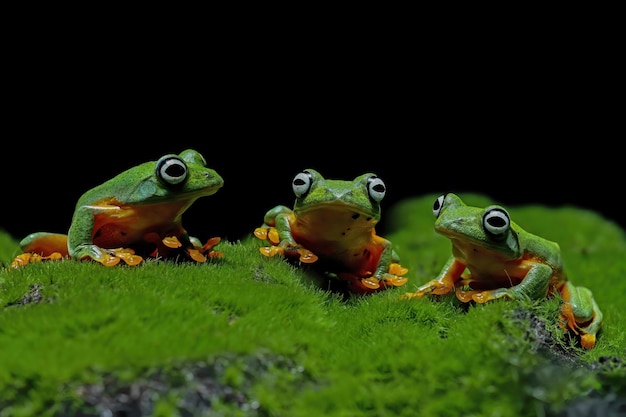 Free Photo javan tree frog siitting on moss with black background