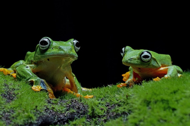 Free photo javan tree frog siitting on moss with black background