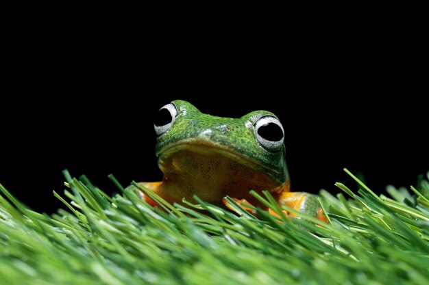 Javan tree frog siitting on moss with black background